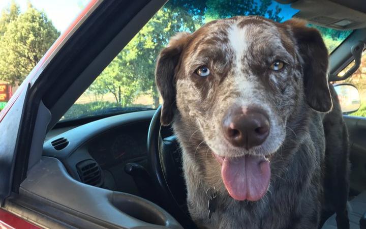 Florida Dog Takes Hour-Long Joyride In Reverse, But Gets Nowhere